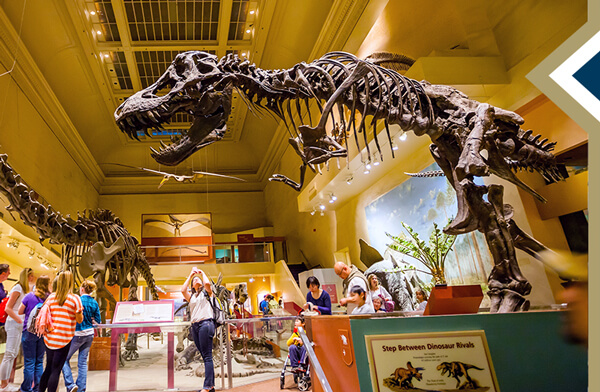 large t-rex fossil display in museum