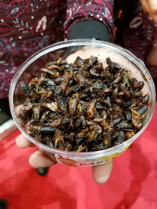 picture of bowl of roasted crickets