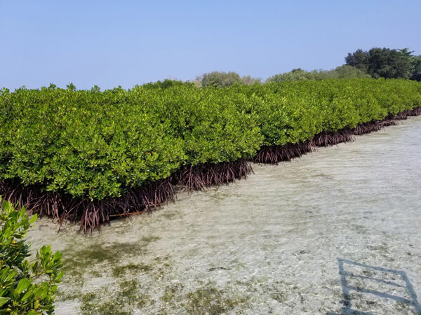 Mangroves, Pramuka island