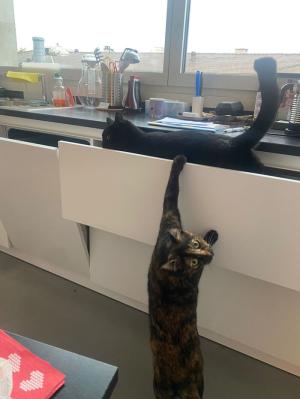 1 cat sits in a drawer while another cat stretches up to reach it