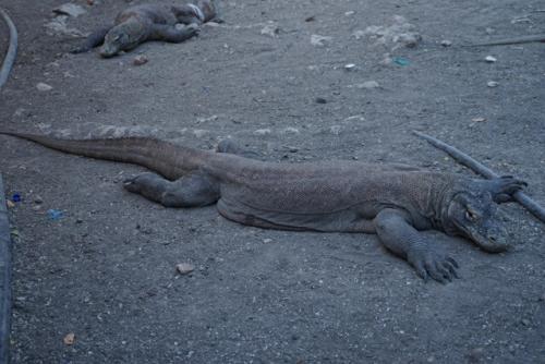 Komodo Dragon