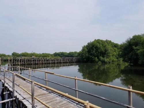Mangrove Forest Park
