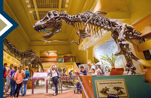 large t-rex fossil display at a museum