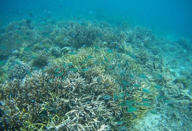 image of coral taken underwater