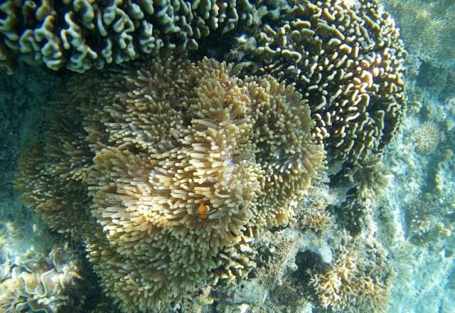 fish swims out of coral