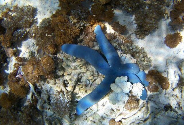 blue sea creature on bottom of sea floor surrounded by plants