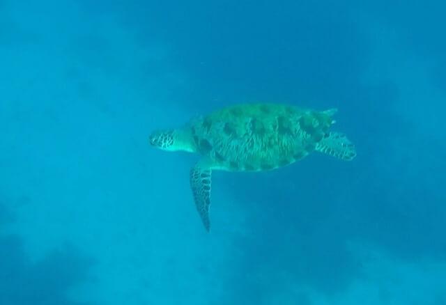 turtle swims in the sea